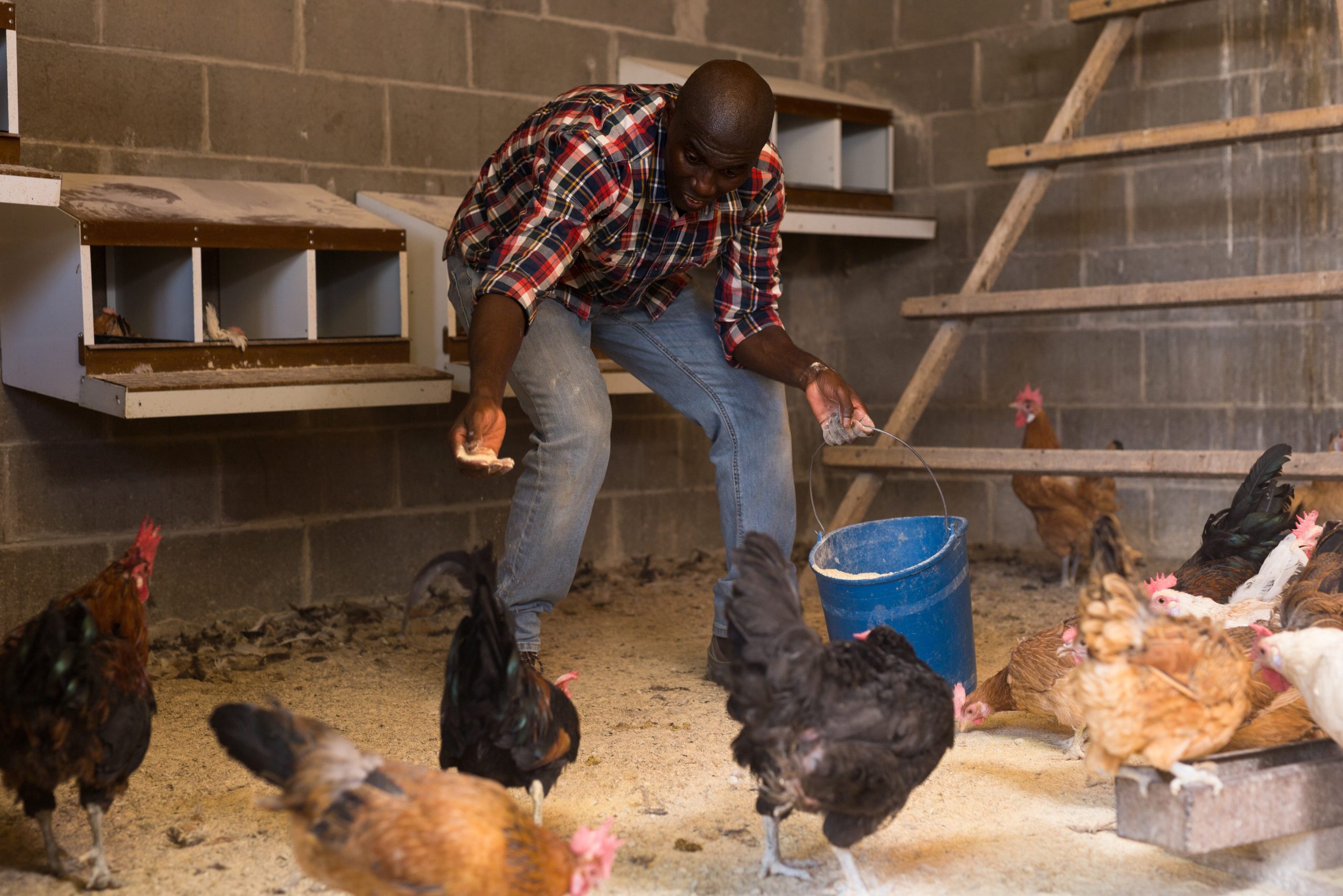 Hire Poultry From Uganda