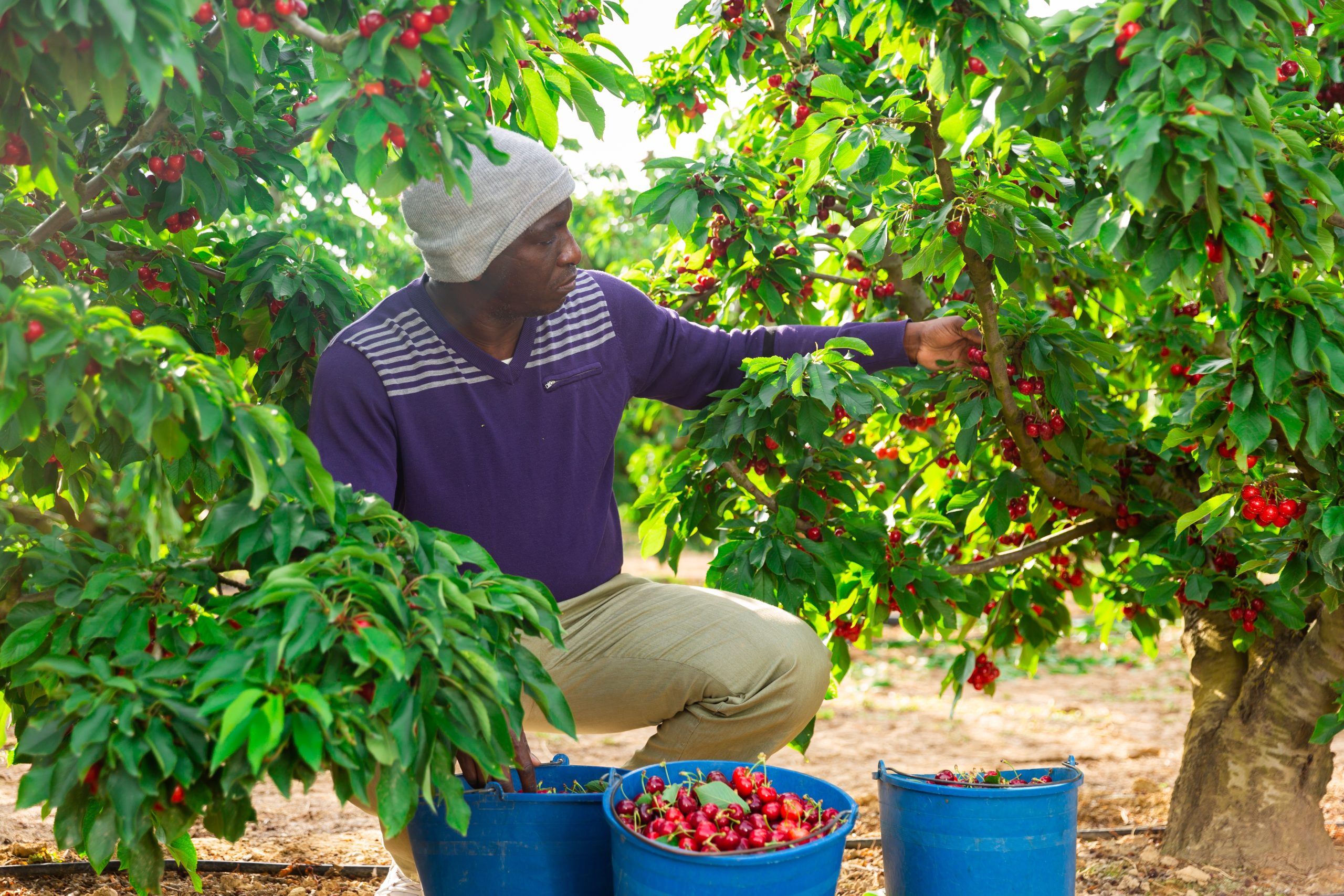 Hiring-Fruit-Pickers