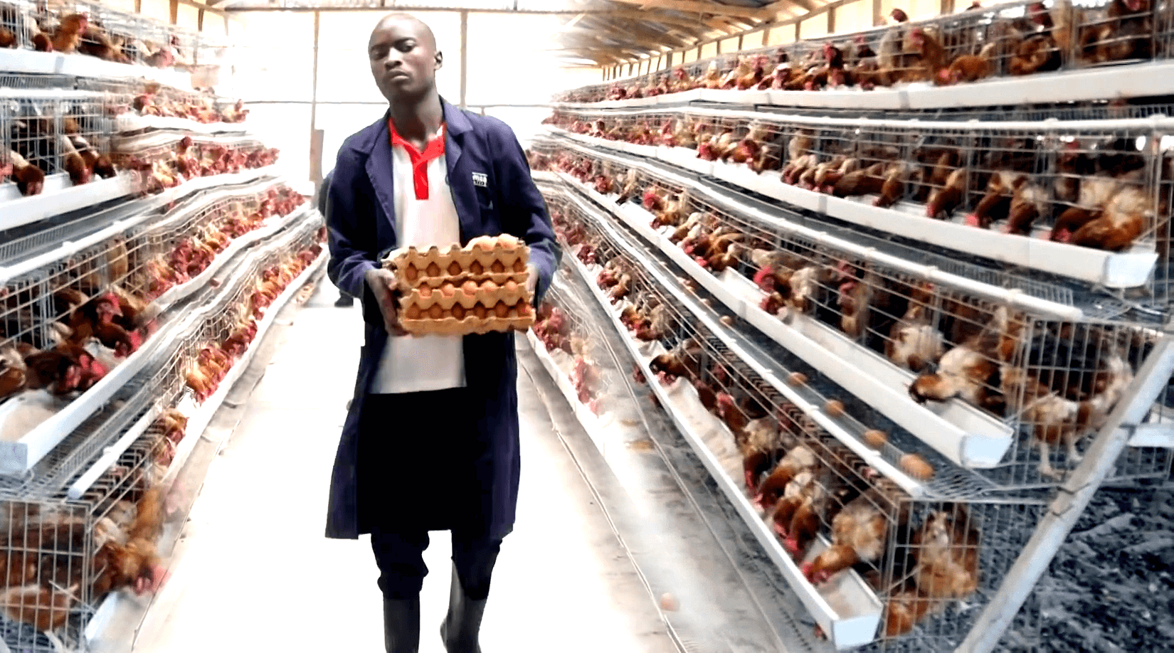 Hire Poultry Far Workers