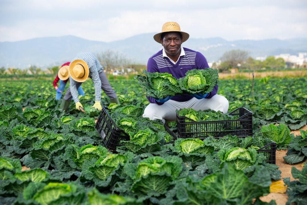 Hire Ugandan Farm Workers