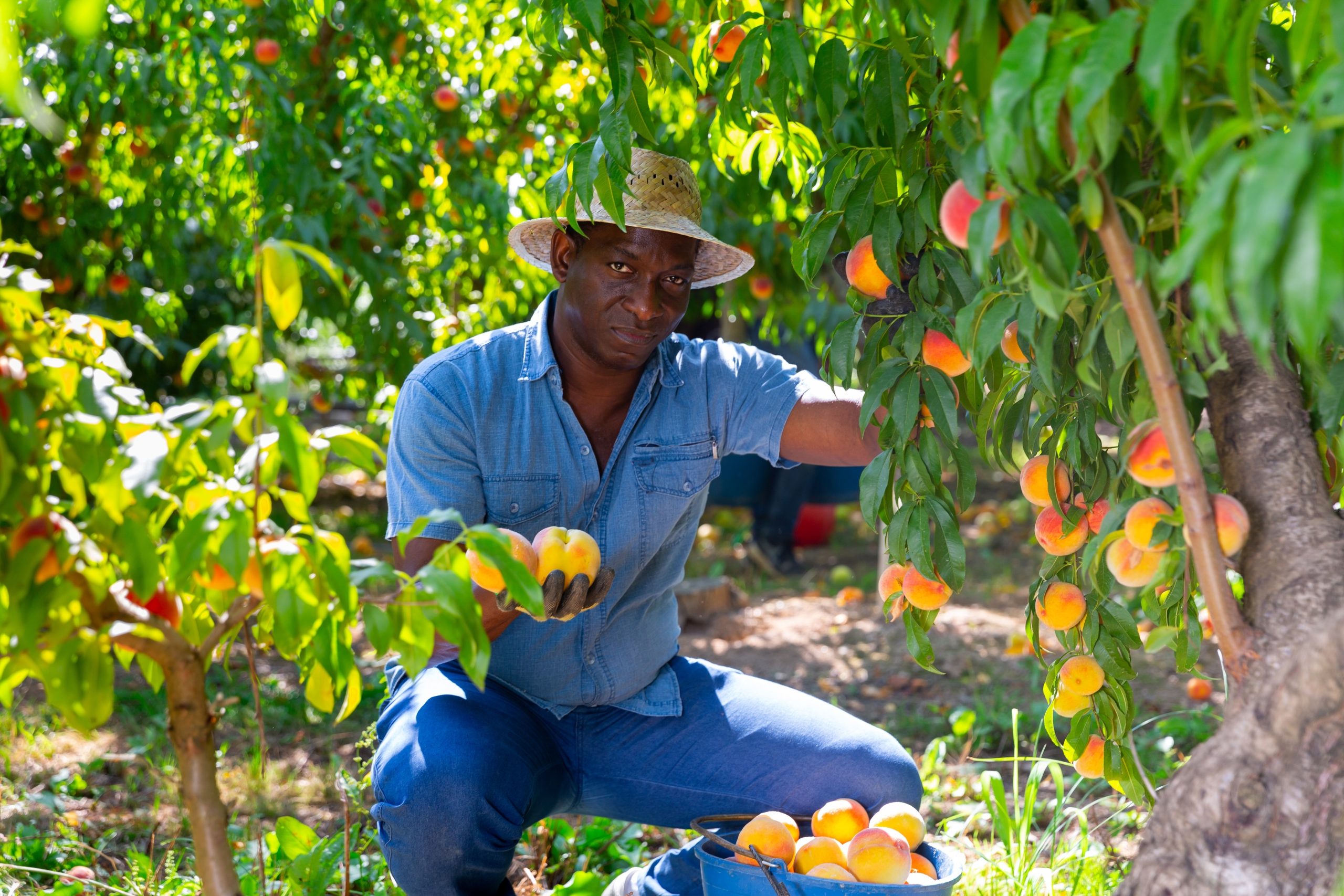 Ugandan Seasonal Farm Workers