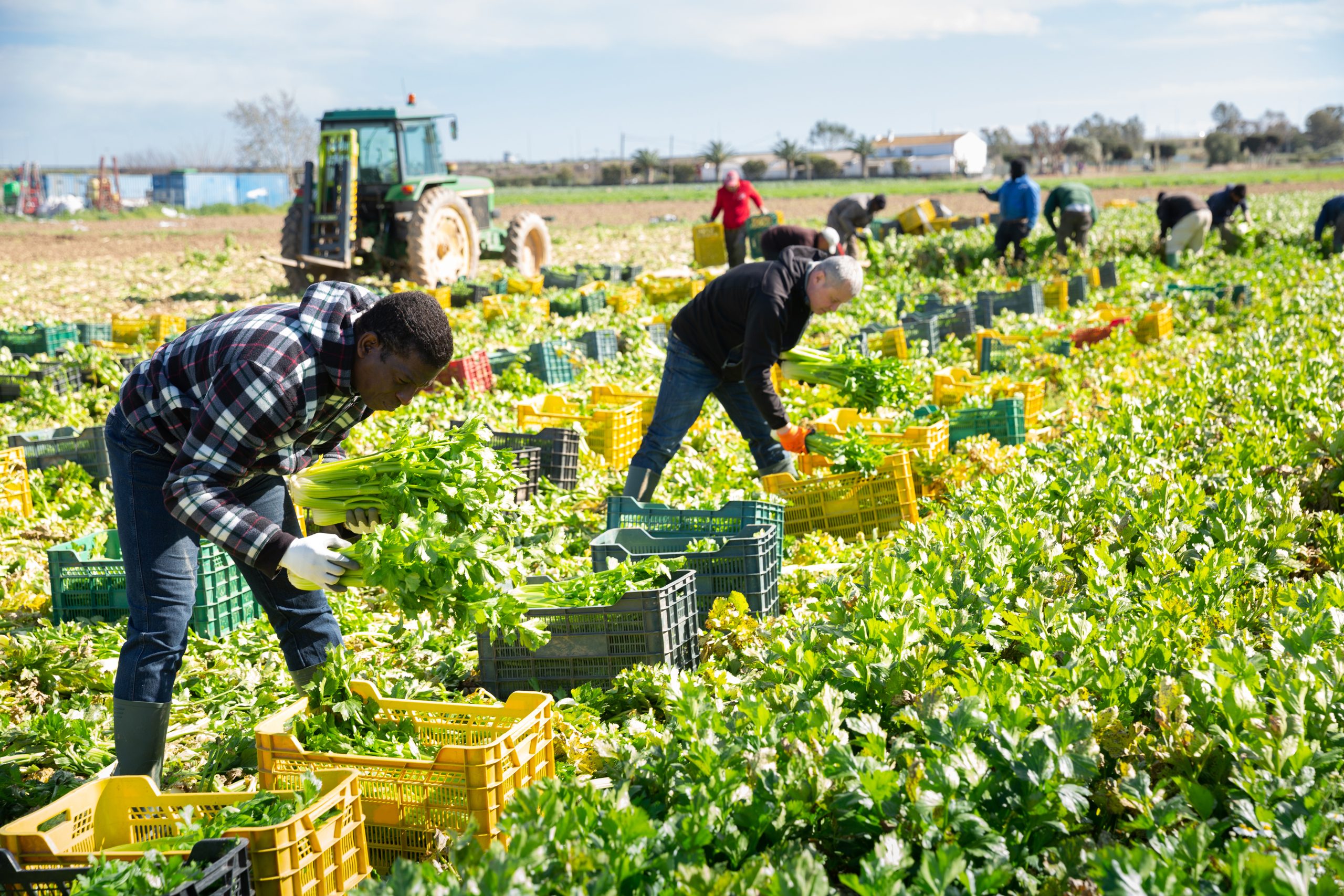 Ugandans Make The Best Fruit Pickers For Bahrain