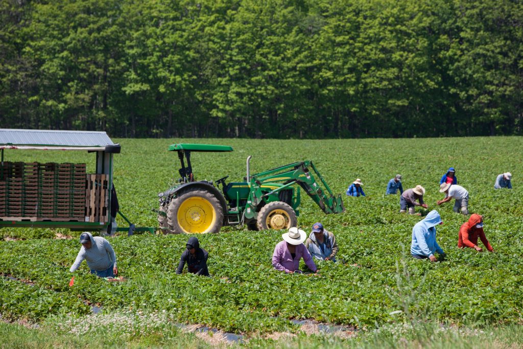 Hiring Ugandan General Farm Workers