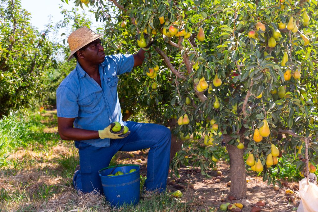 This Is Why Ugandans Make The Most Sense For Canada When Hiring Fruit Pickers