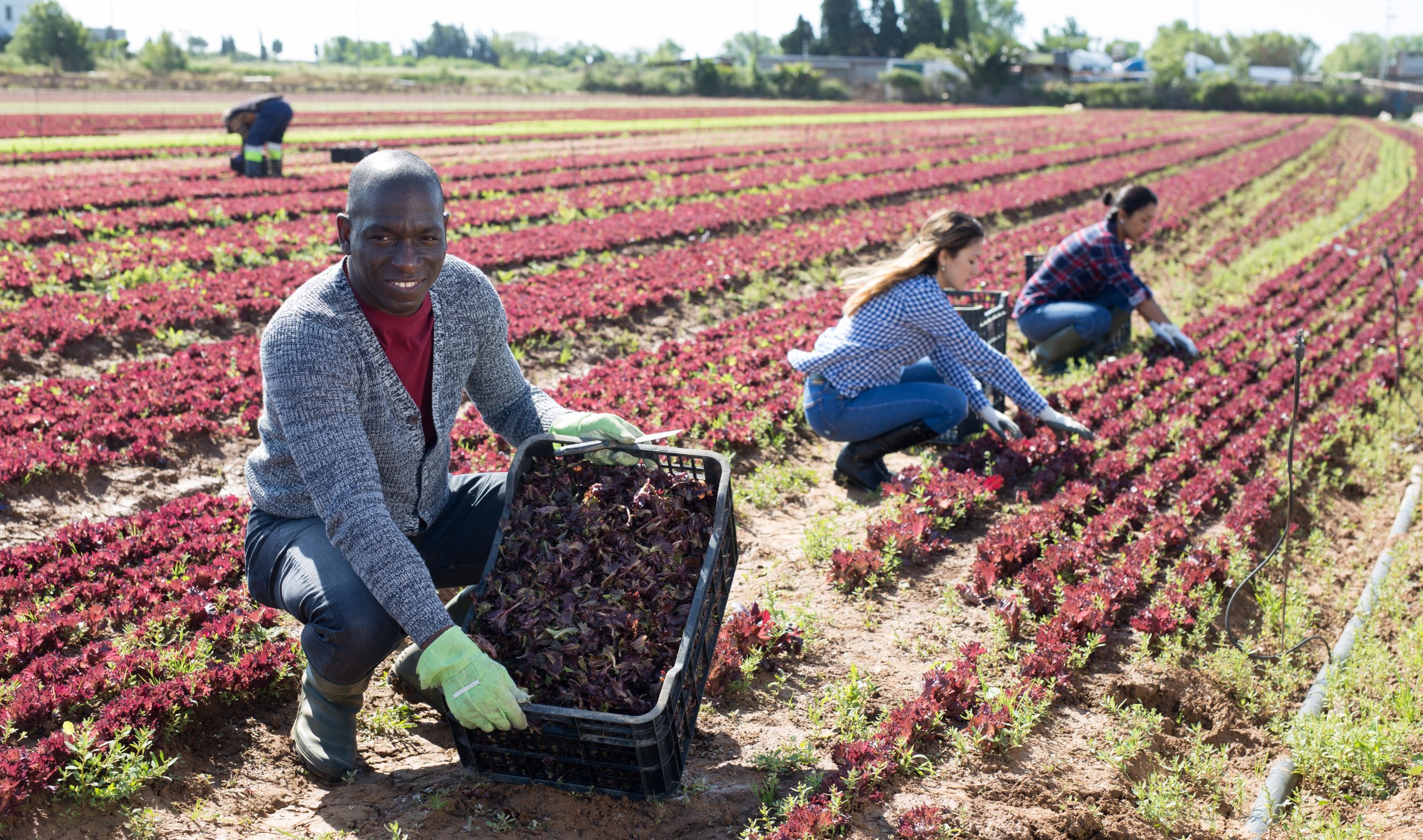 Hire Seasonal Farm workers