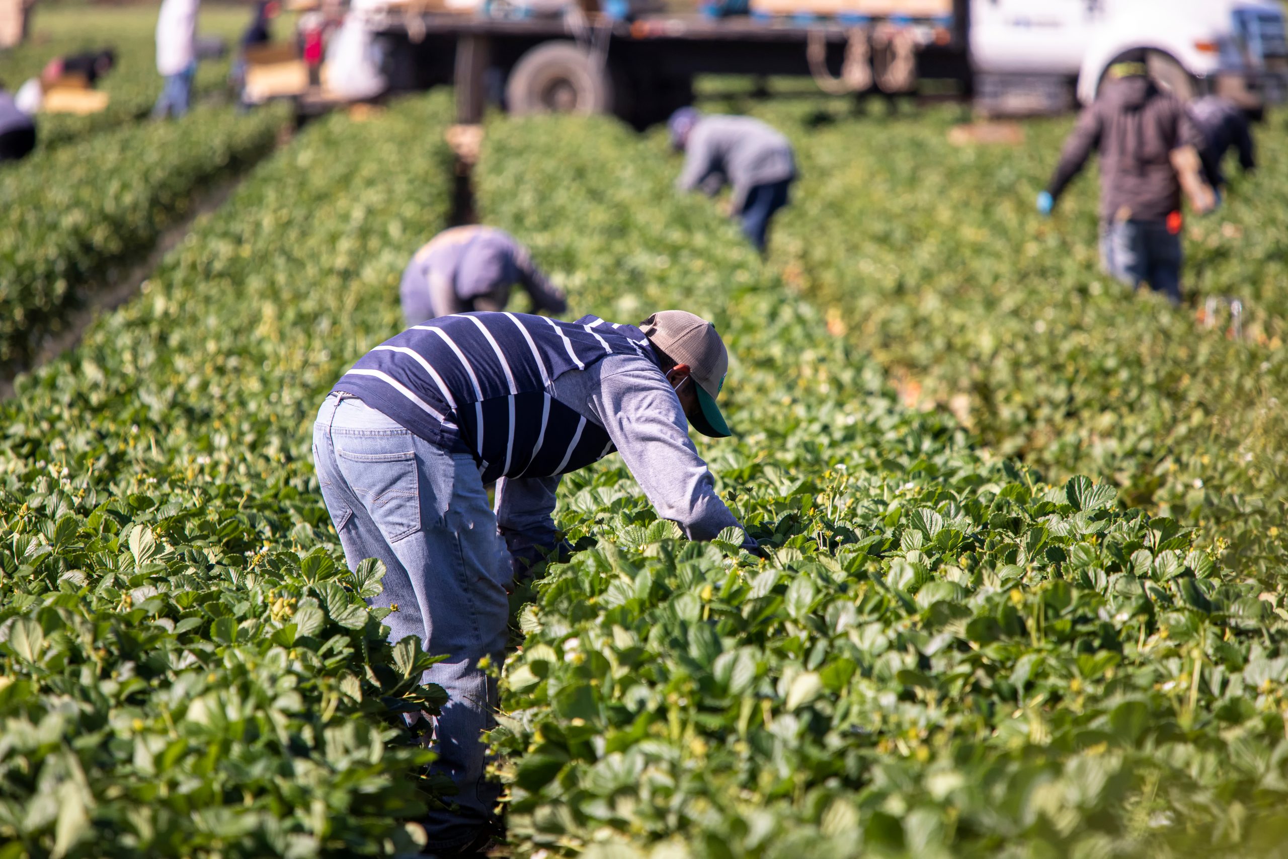 Hire Seasonal Farm workers