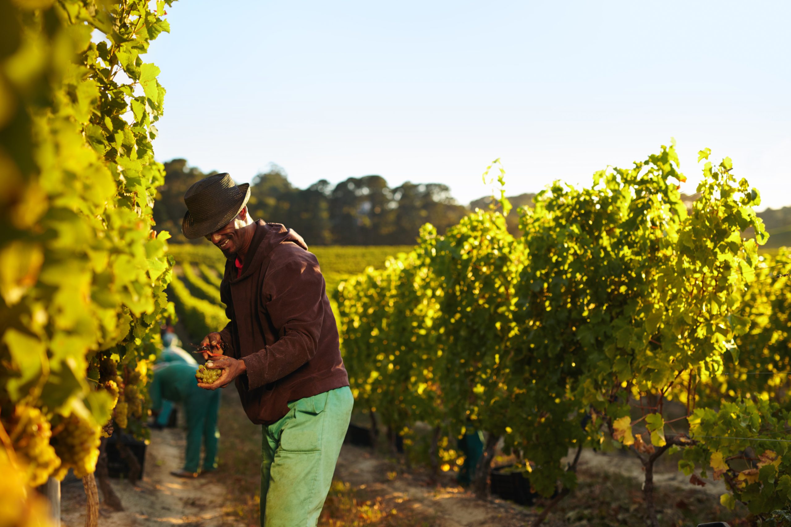 Hire Fruit-Pickers
