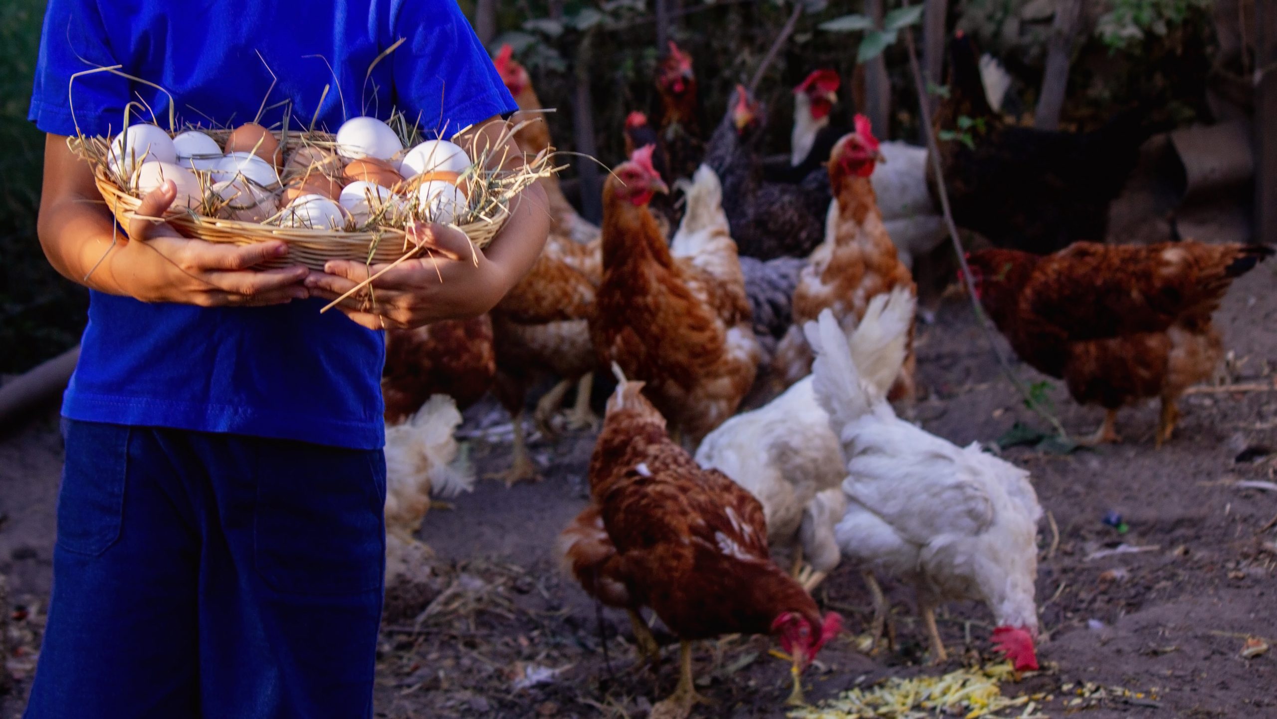 Hire poultry farm workers