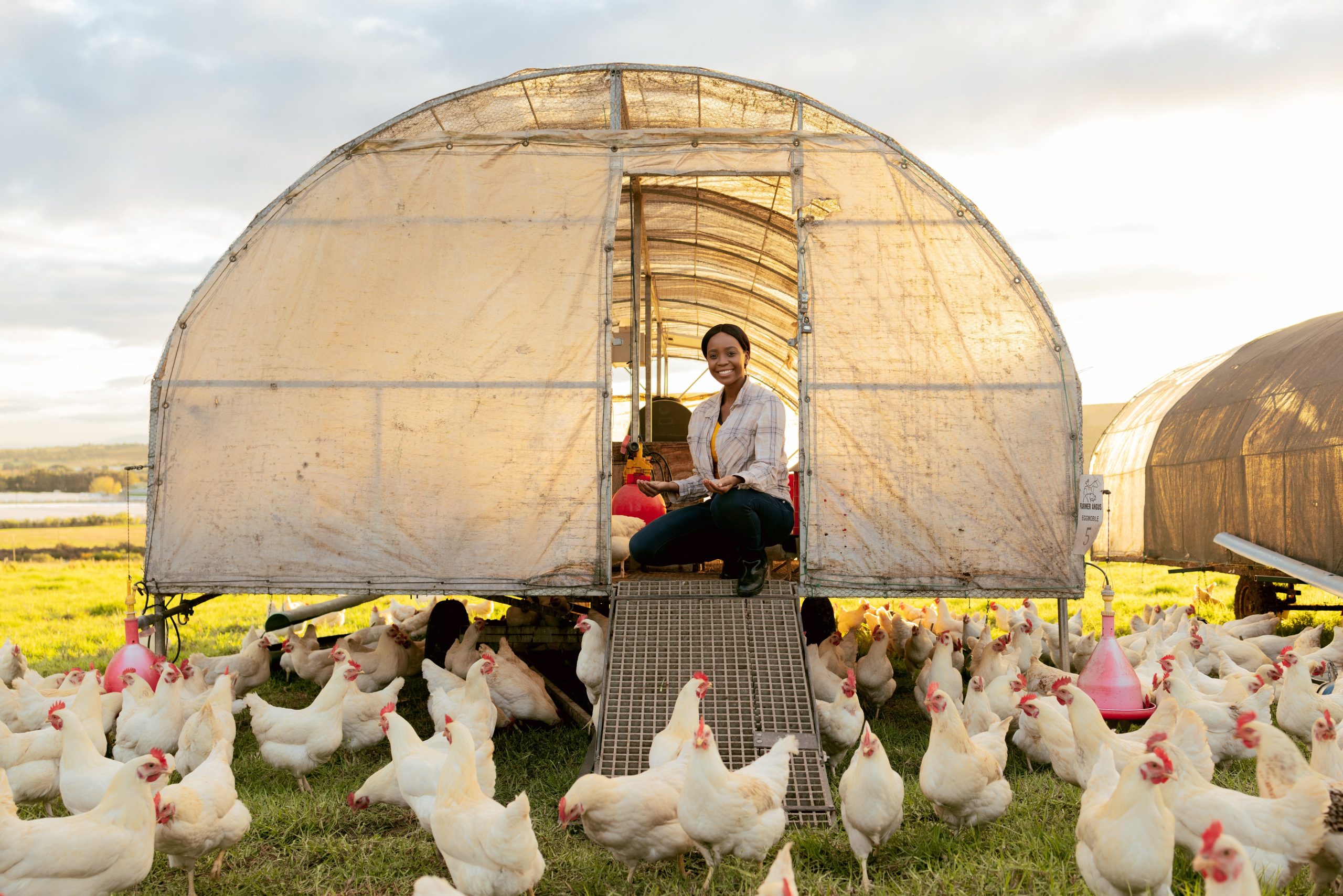 Hire Poultry Farm Workers From Uganda