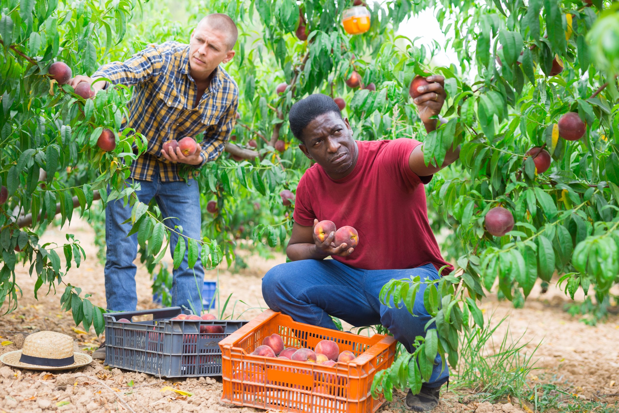 Hire Ugandan Pickers For German Farms