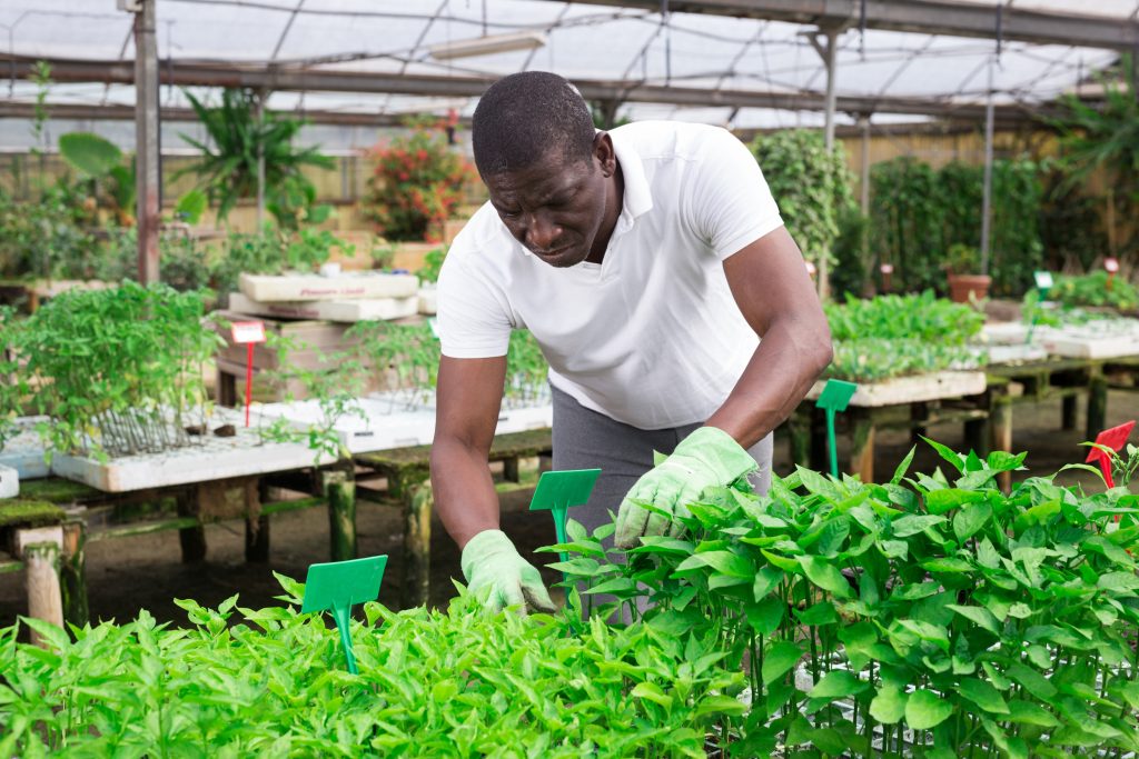 Hiring Ugandan Gardeners In German