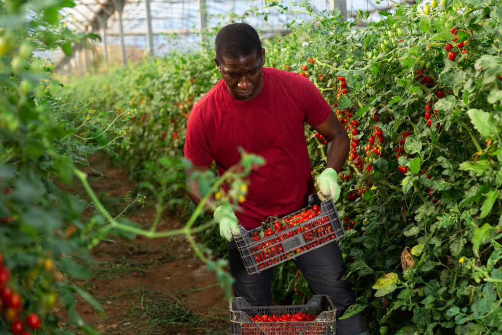 Ugandans Make The Best General Farm Workers