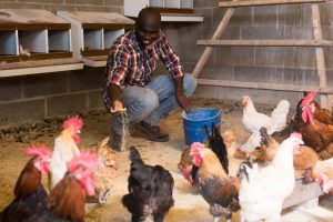 Poland Is Hiring Poultry Farm Workers