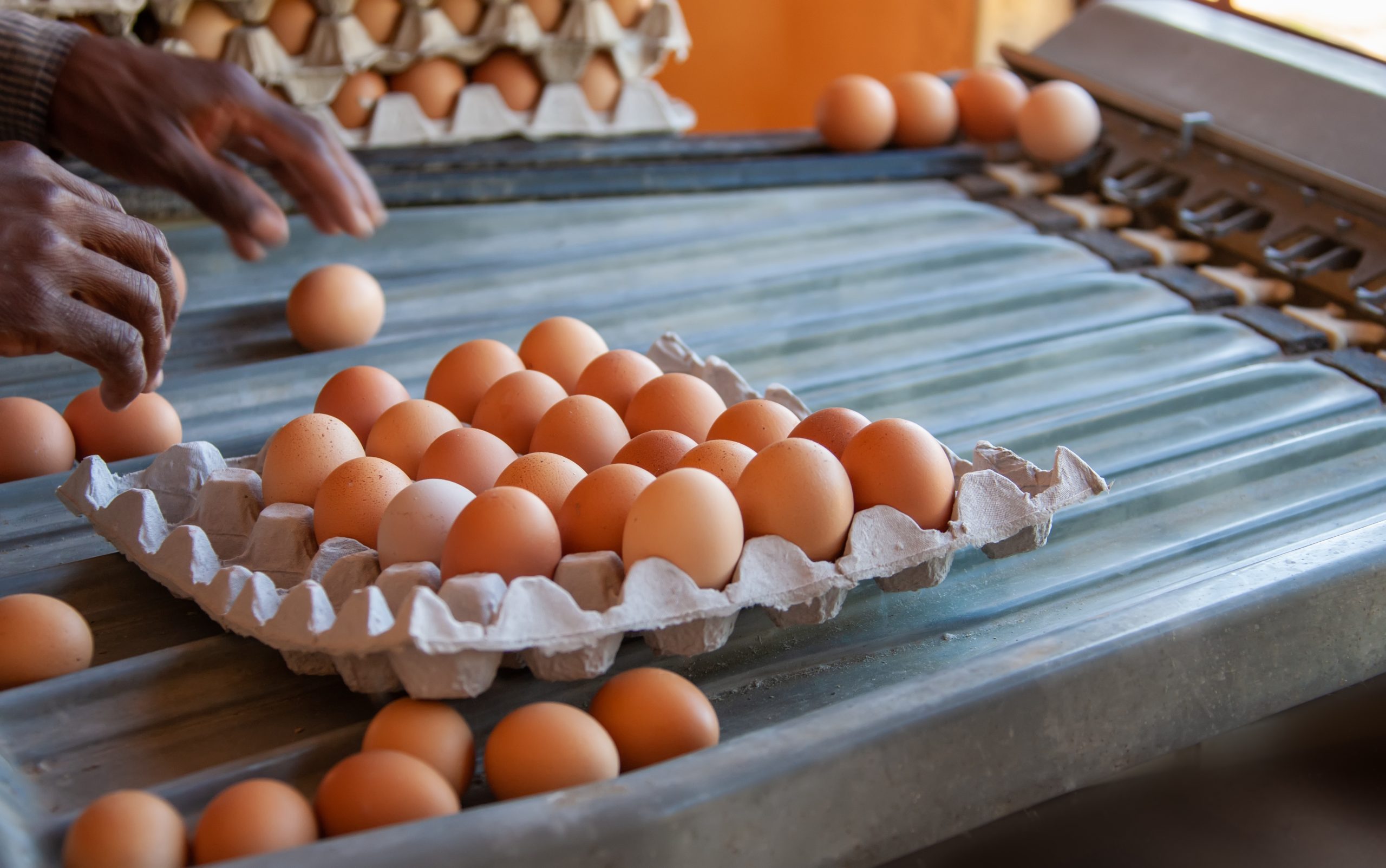 Poultry Farm Workers From Uganda