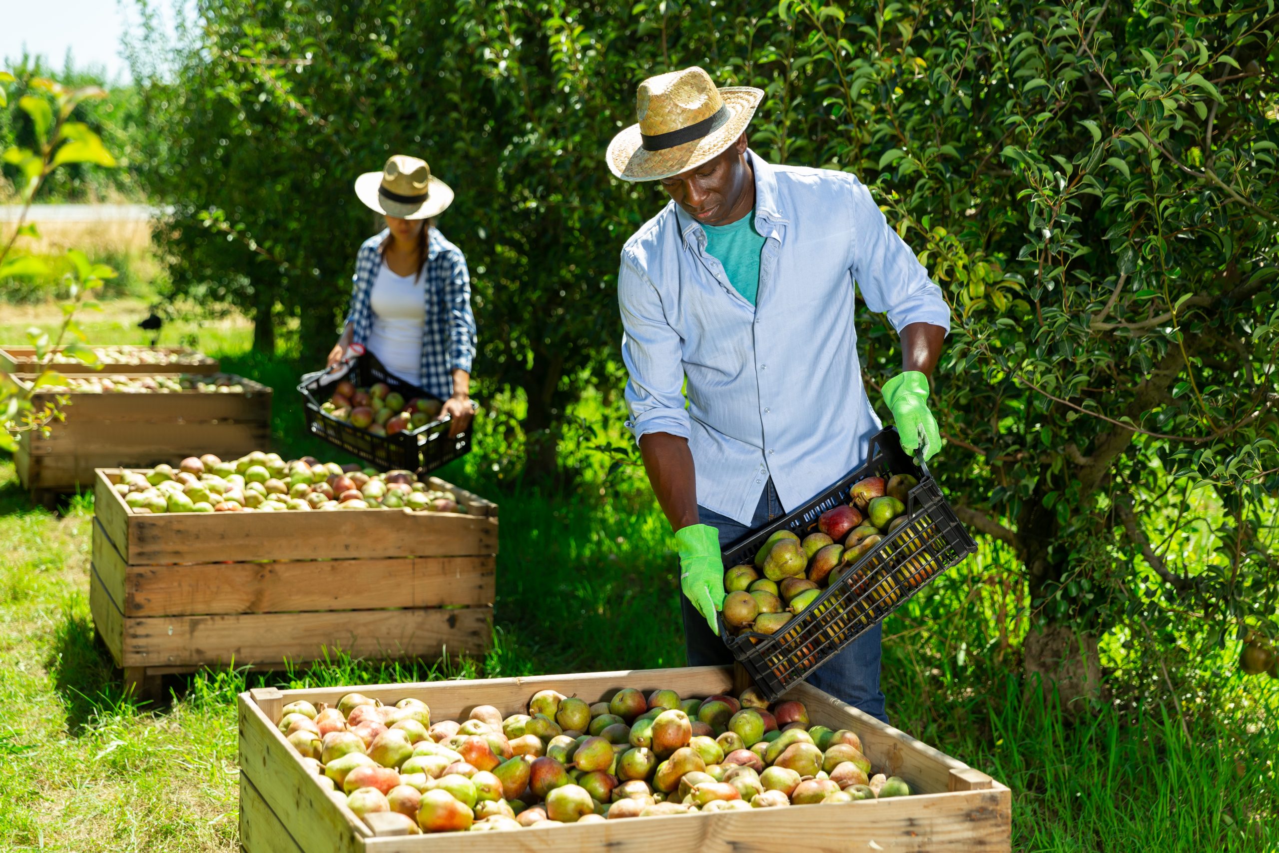 Hire fruit pickers in Saudi Arabia Through EDL