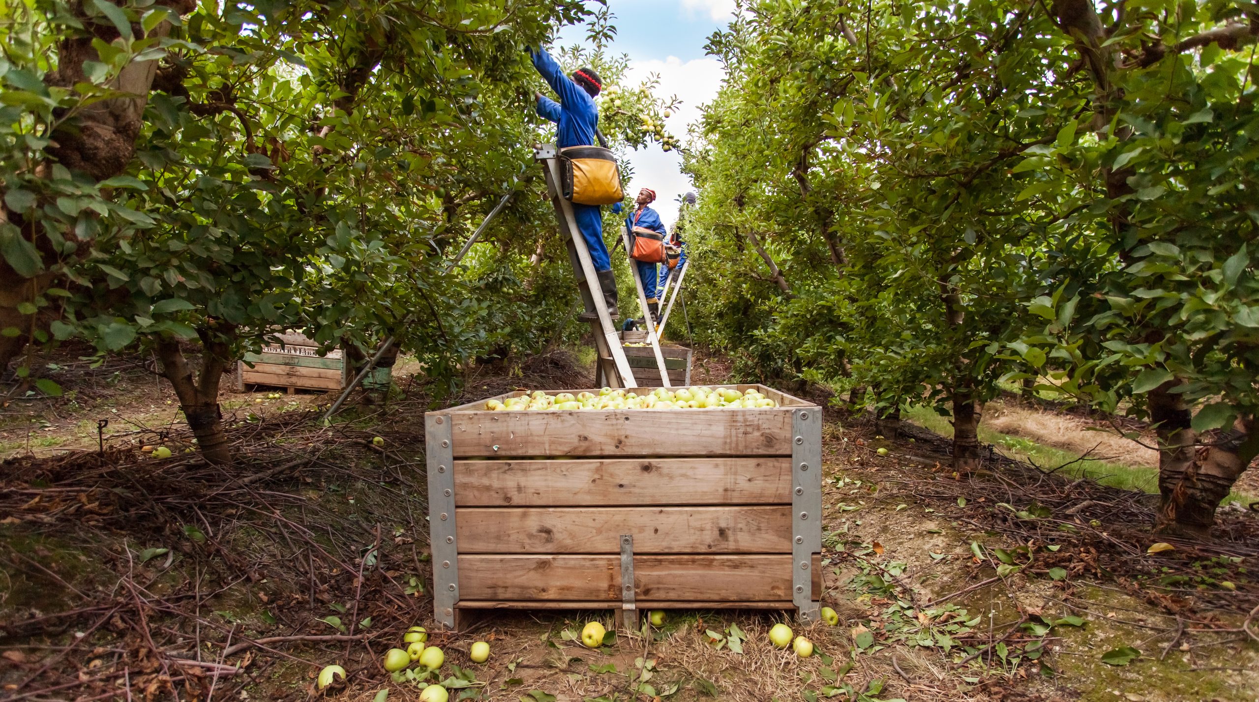 Why Saudi Arabia Should Hire General Farm Workers From Uganda?. Here's Why Saudi Arabia Should Hire Ugandan General Farm Workers