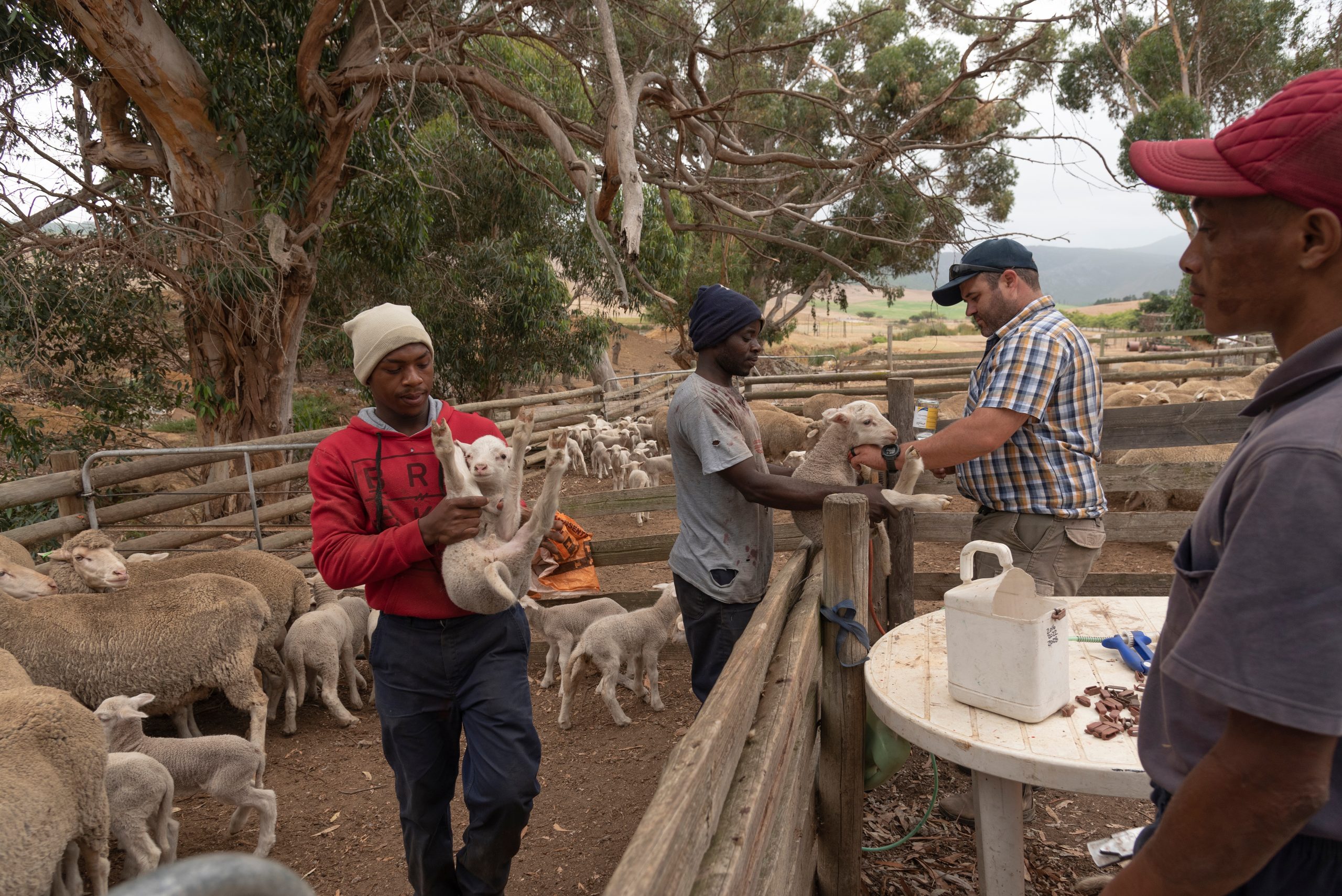 Why Saudi Arabia Should Hire General Farm Workers From Uganda?. Ugandans Make The Best Farmhands For Saudi Arabia