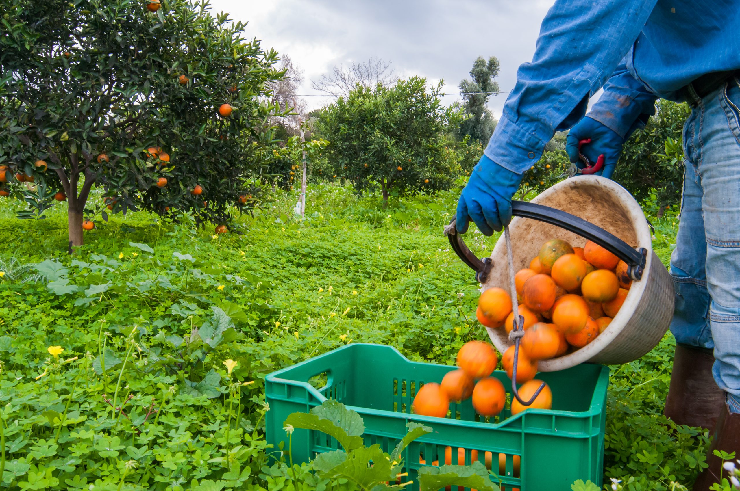 Hire Fruit Pickers