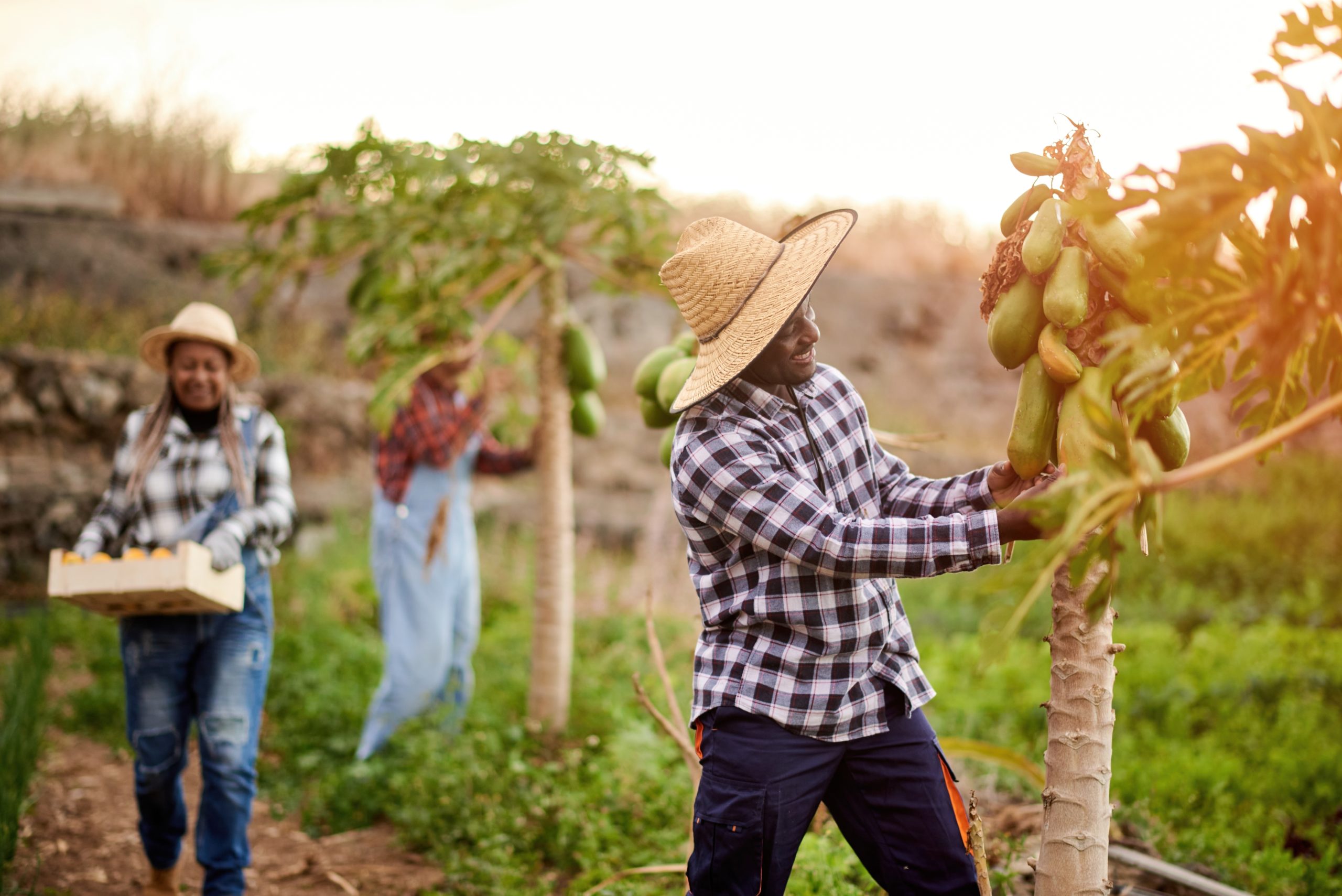Hire Seasonal Farm-workers