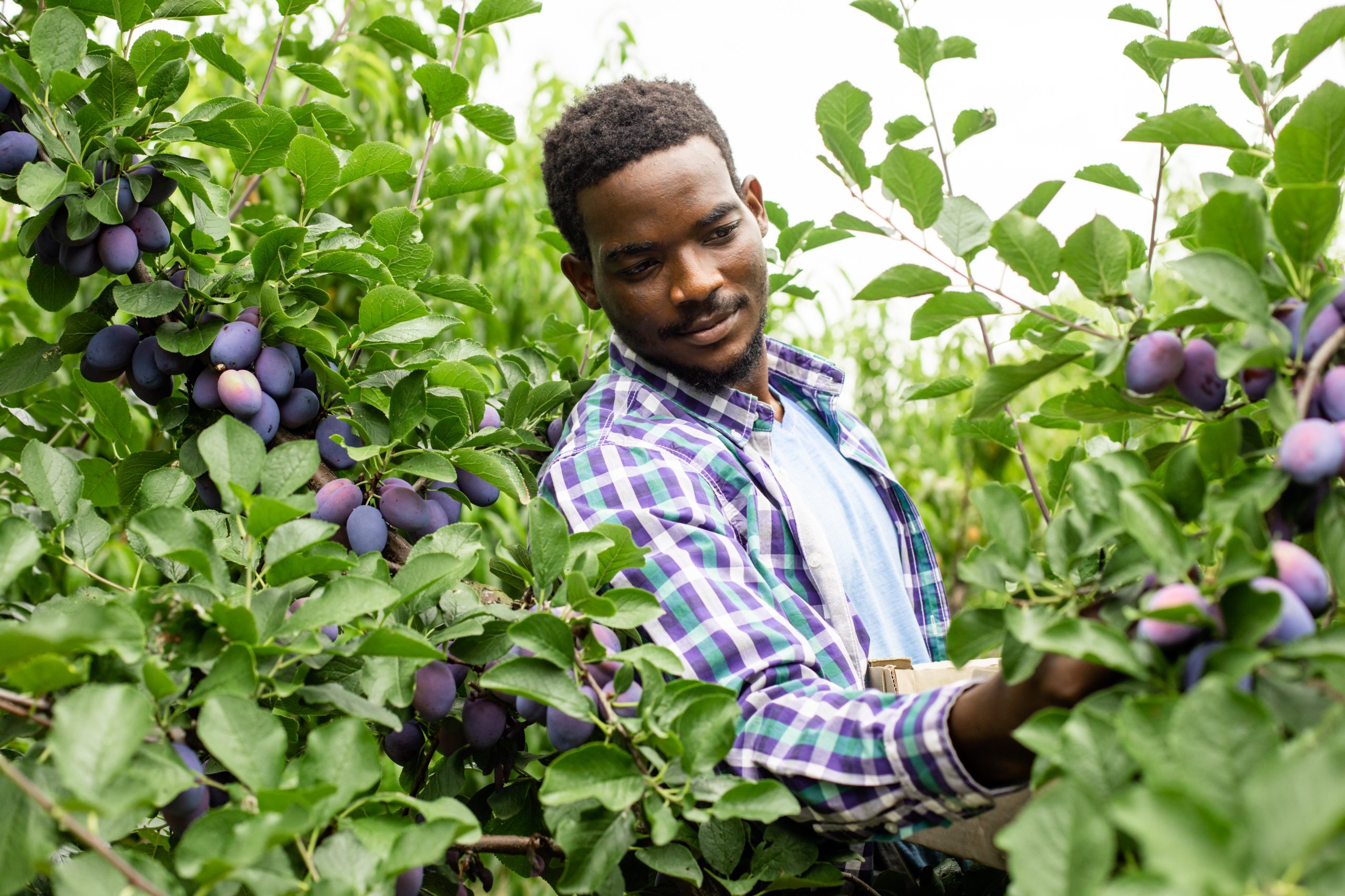 Hire Fruit Pickers