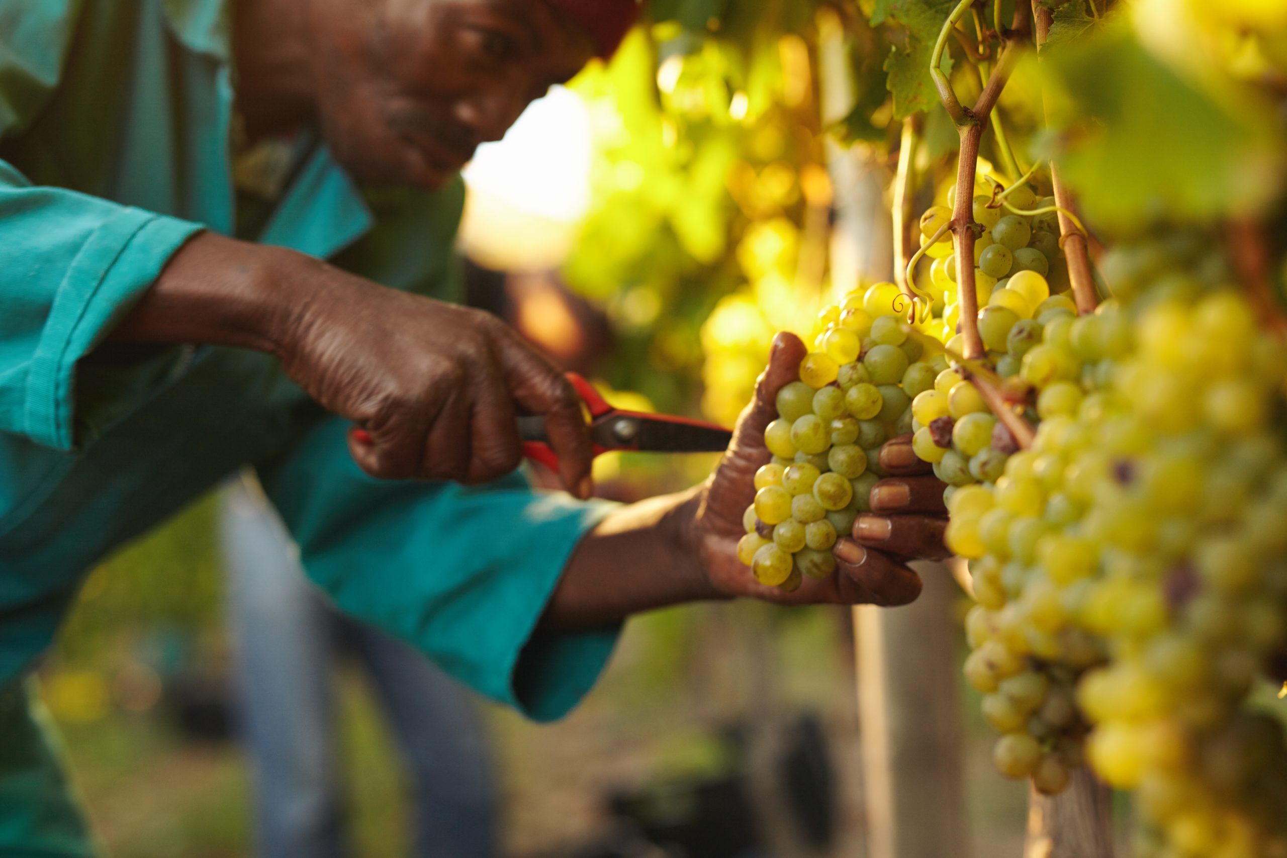 Hire Fruit Pickers