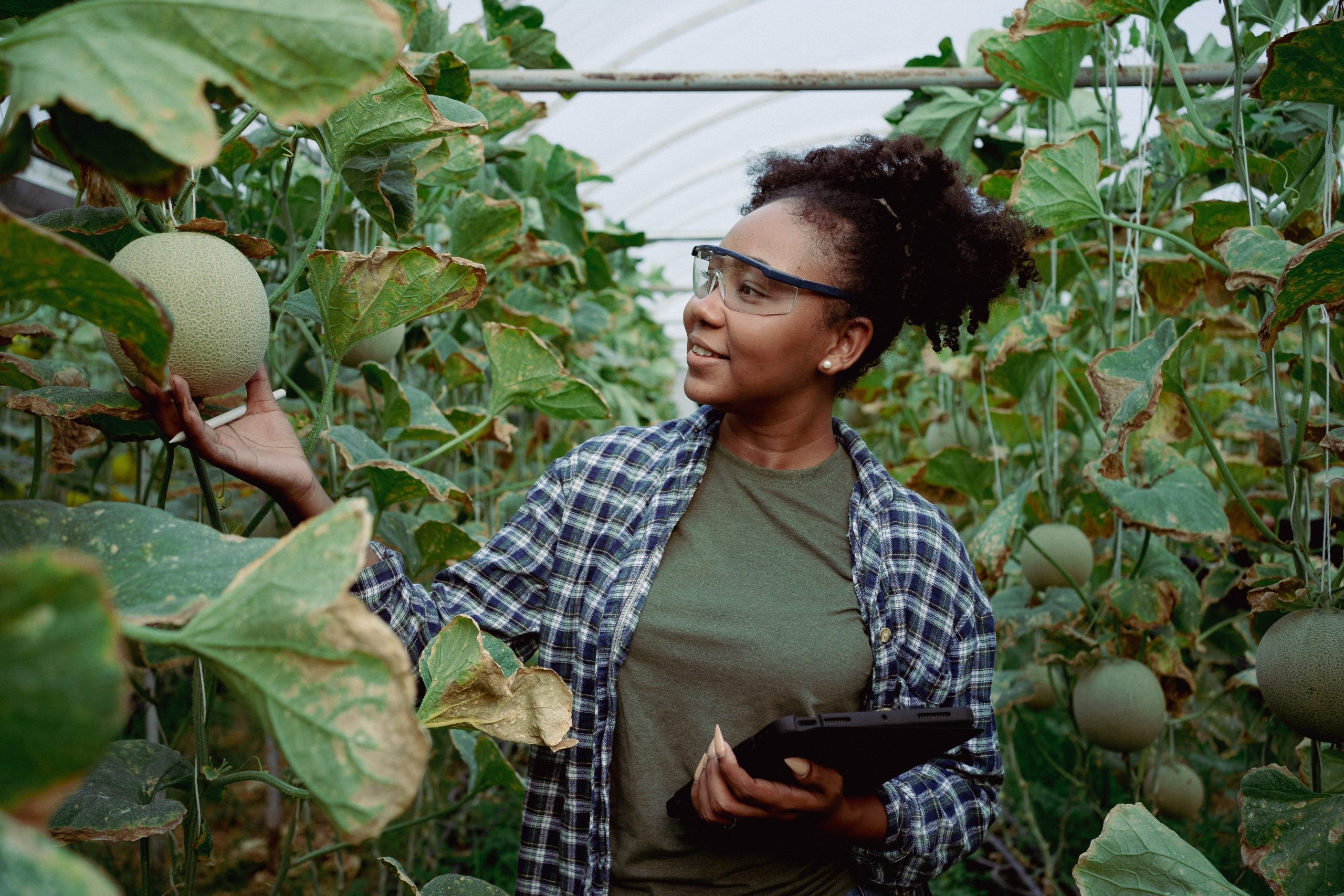 Hire Ugandan Fruit Pickers For Turkey