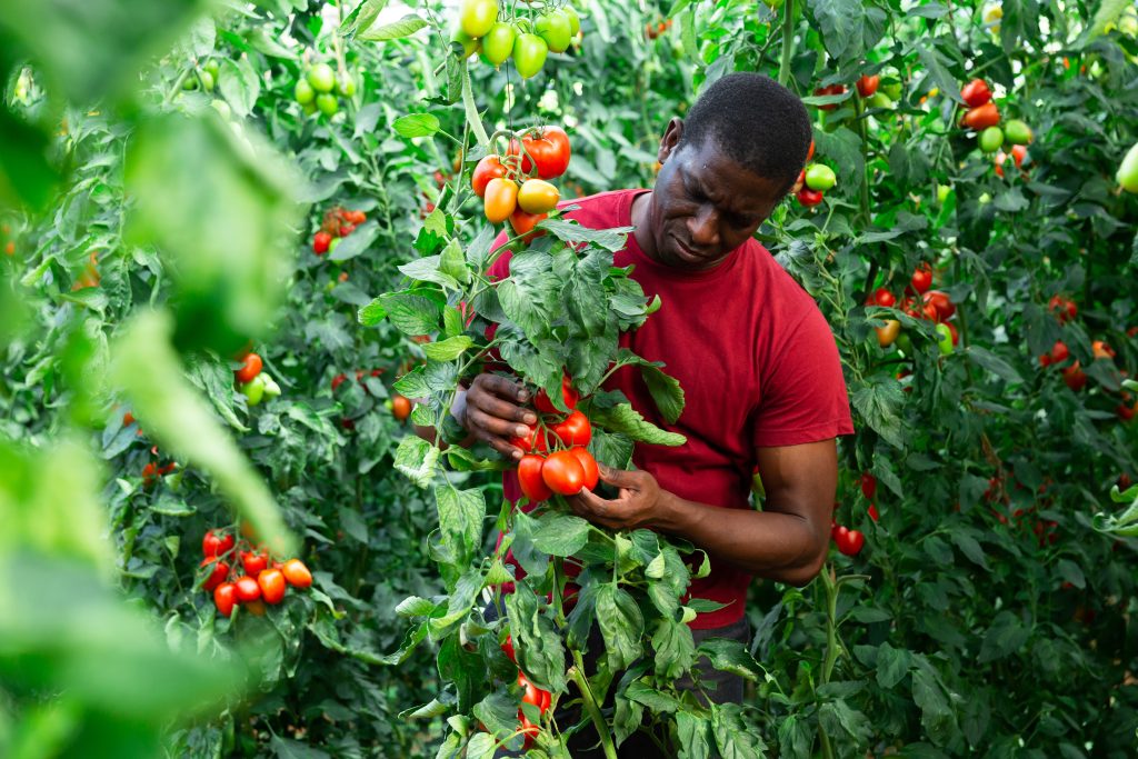 Hire Ugandan Seasonal Farm Workers