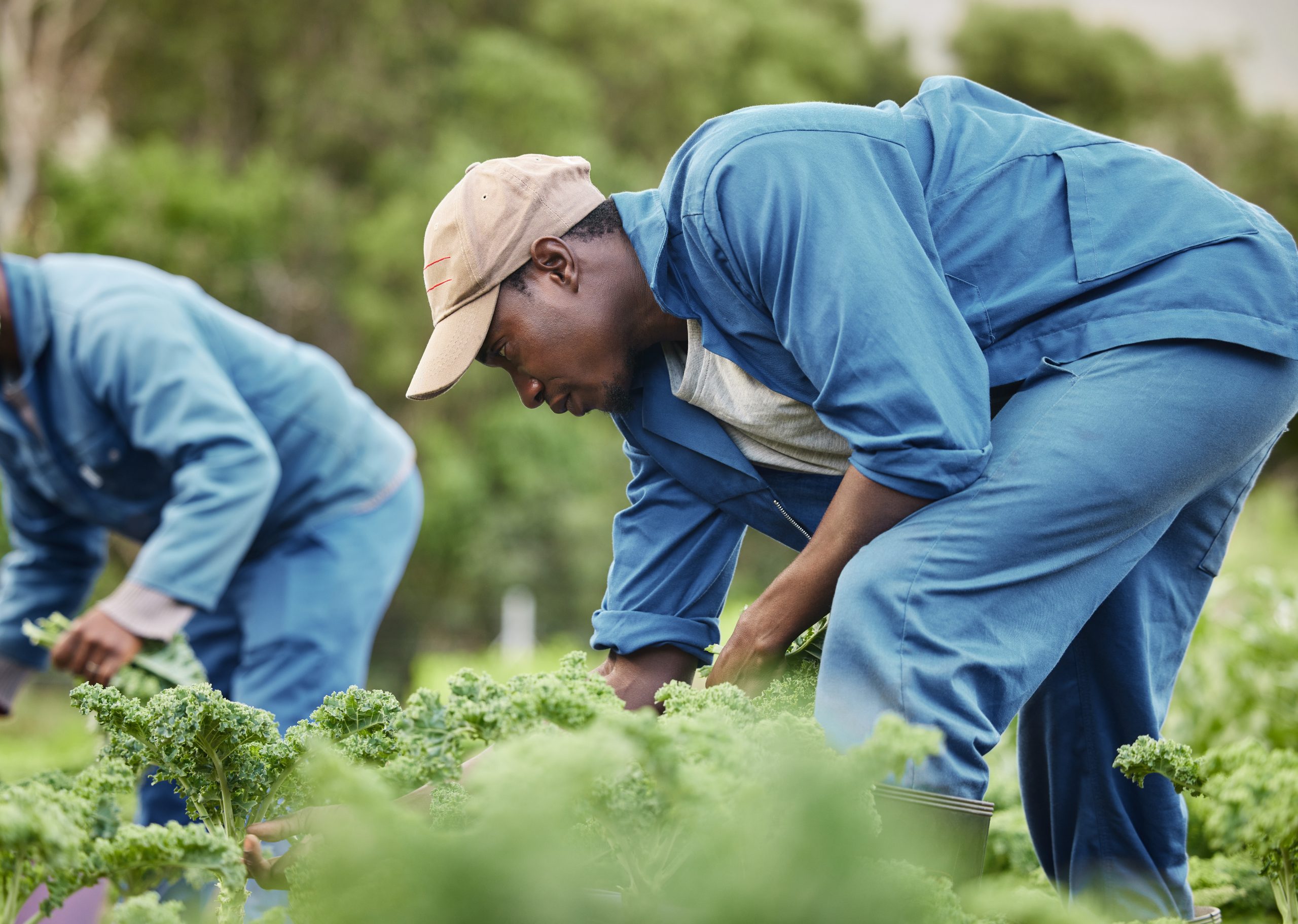Hire Farmworkers