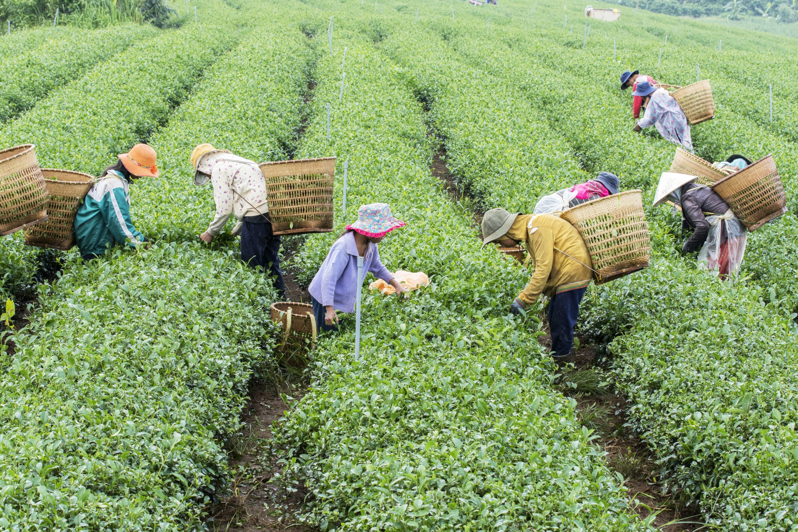 Ugandan Farm Workers Are The Best Option For United Arab Emirates (UAE)