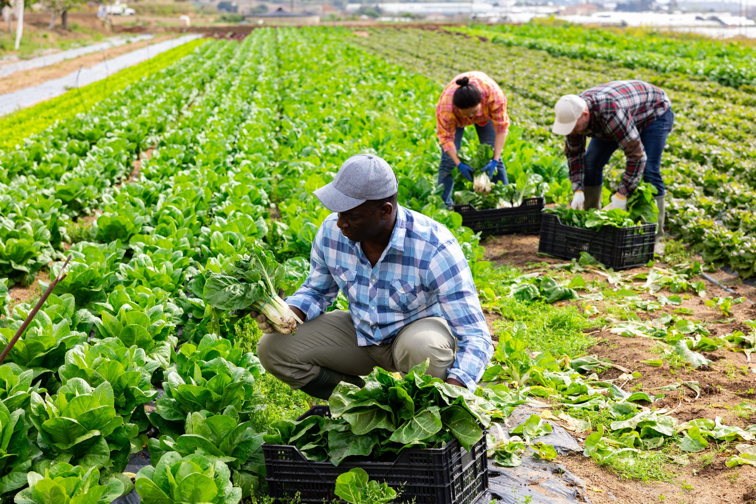 Ugandan General Farm Workers Are The Best Option For United Arab Emirates (UAE)