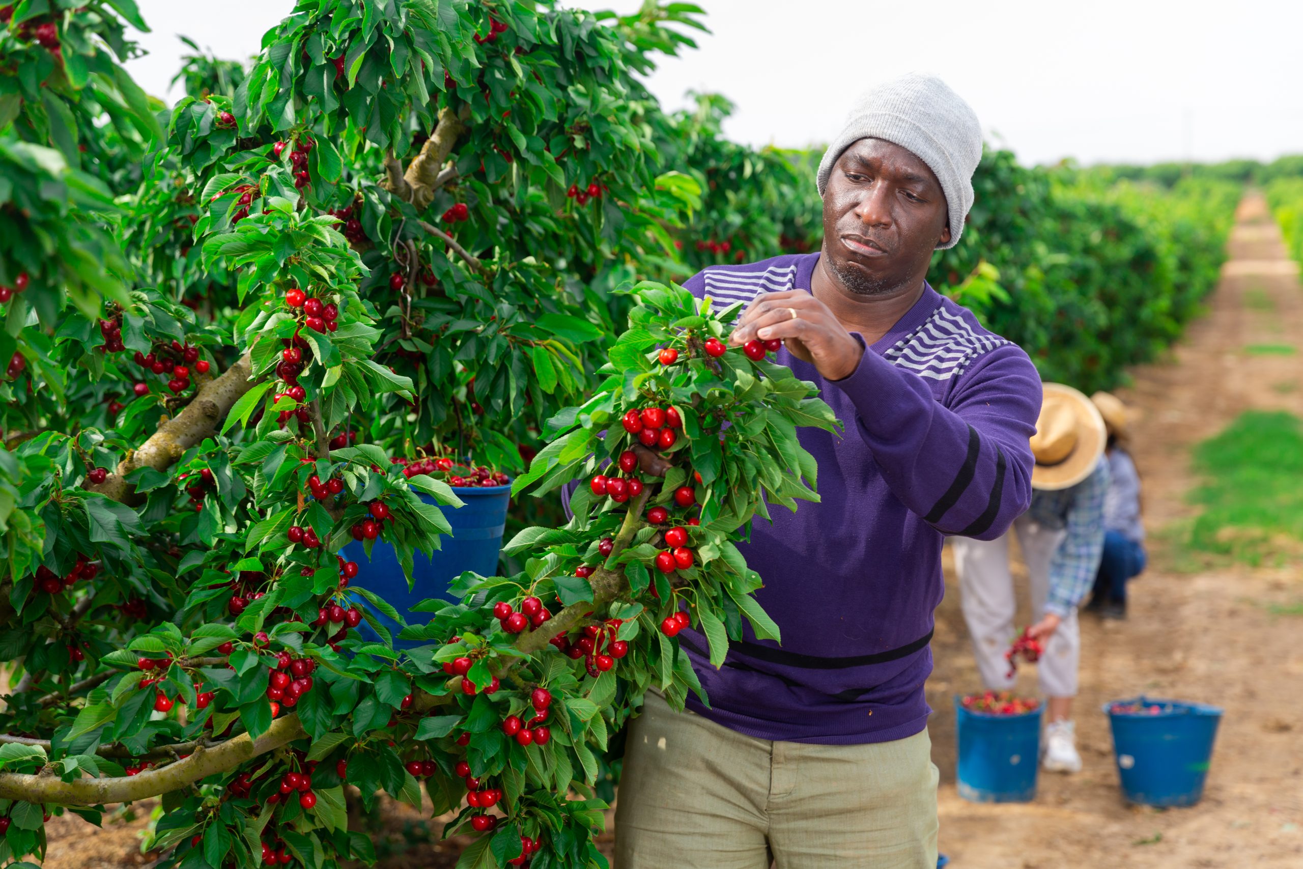 Why Ugandan Seasonal Farm Workers Are The Best Option For United Arab Emirates (UAE)