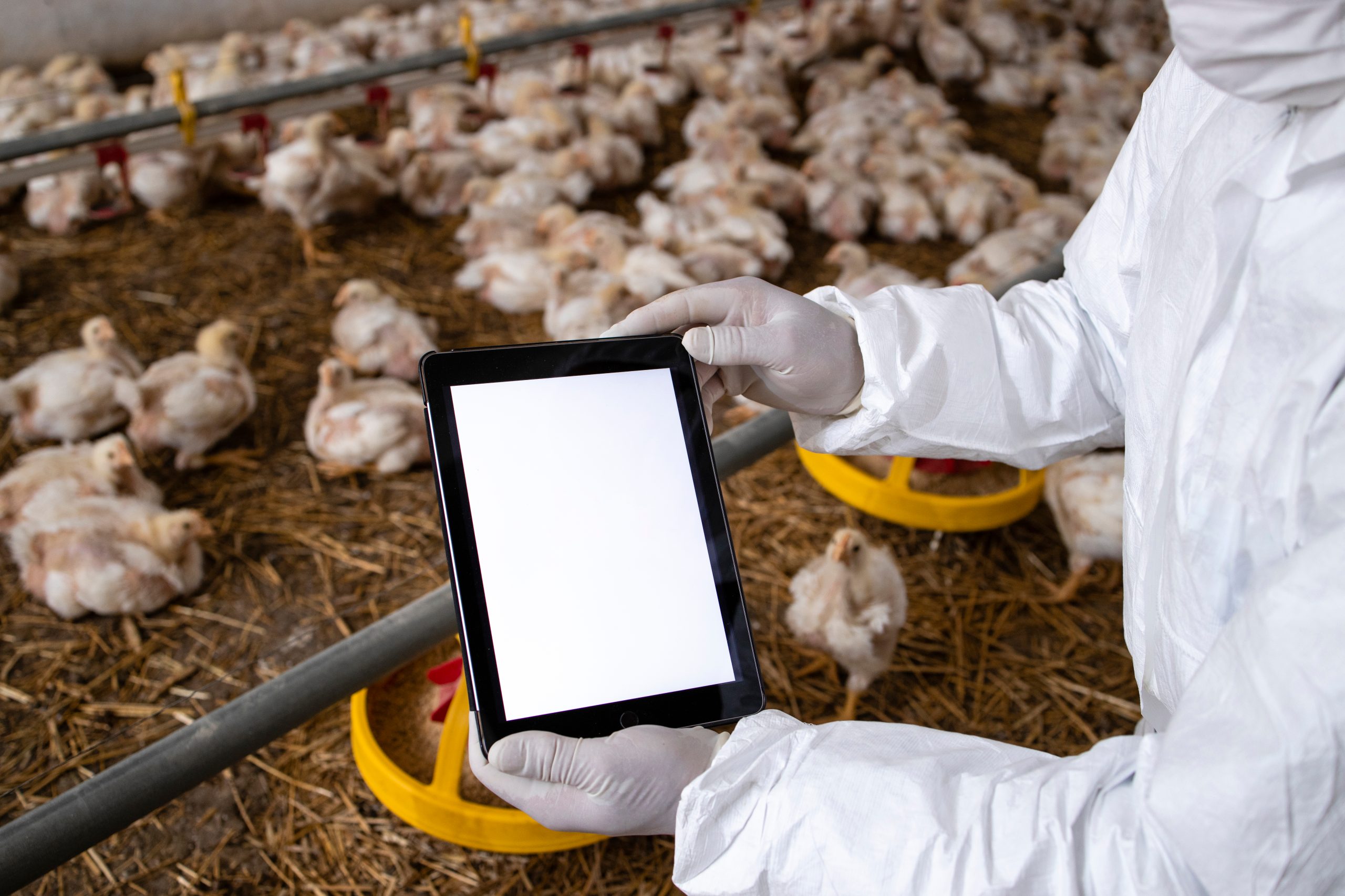 Hiring Poultry Farm Workers