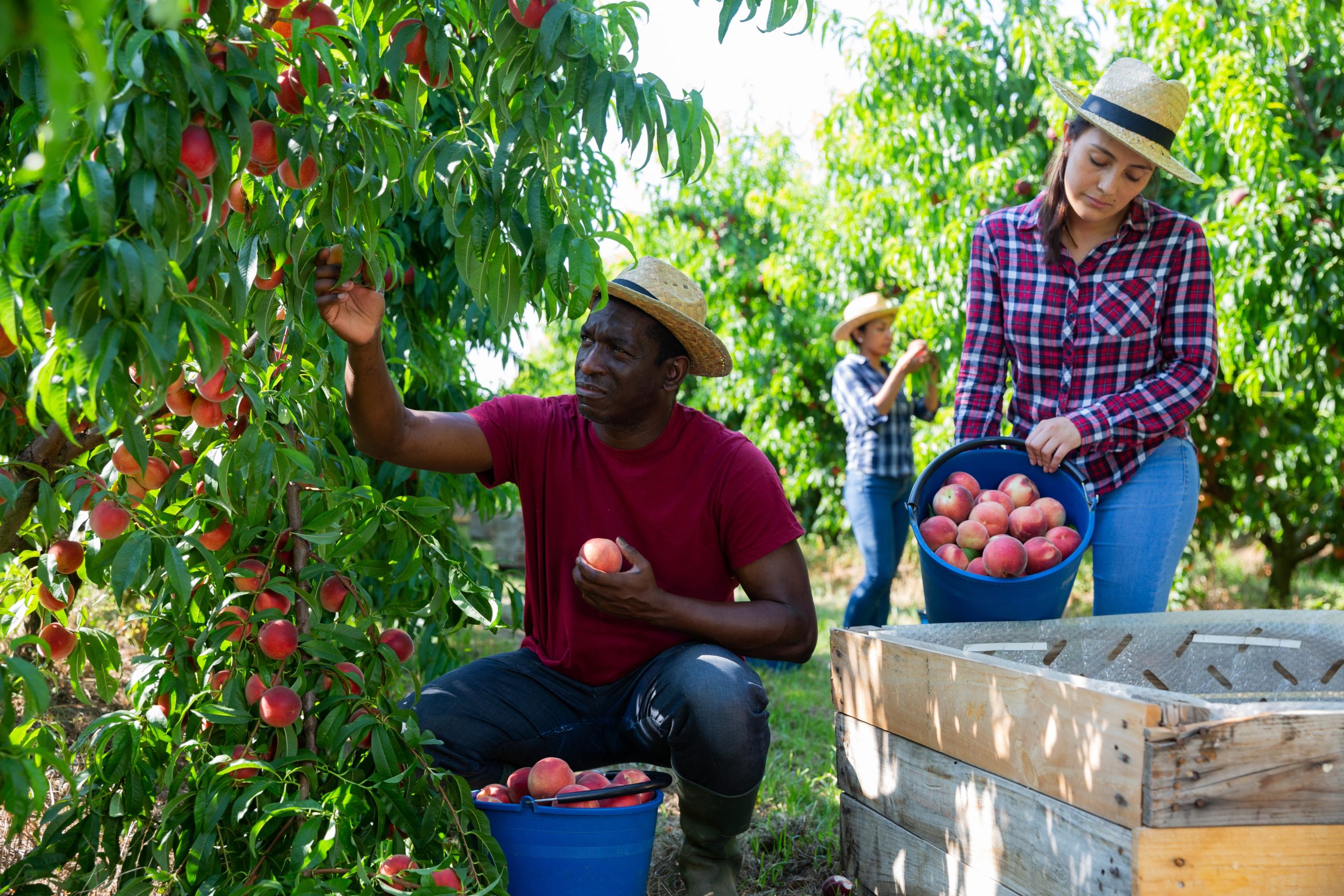 Hiring Ugandans Fruit Pickers