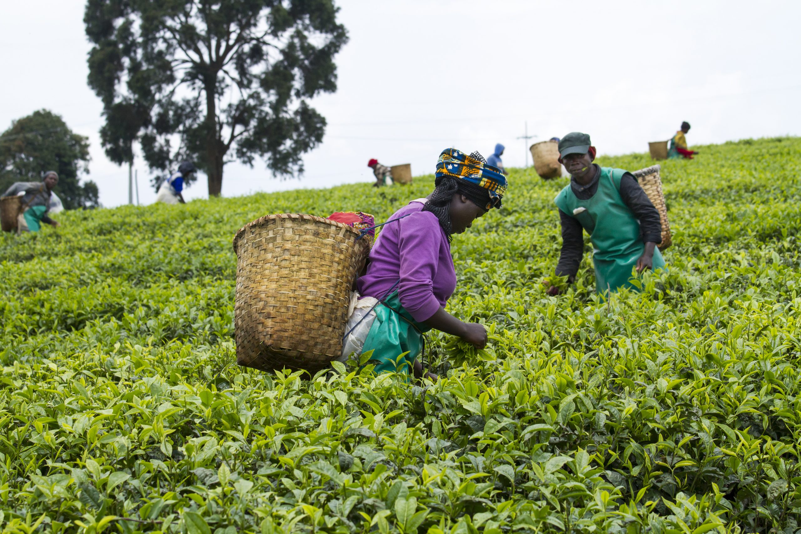 Hire Farm Workers