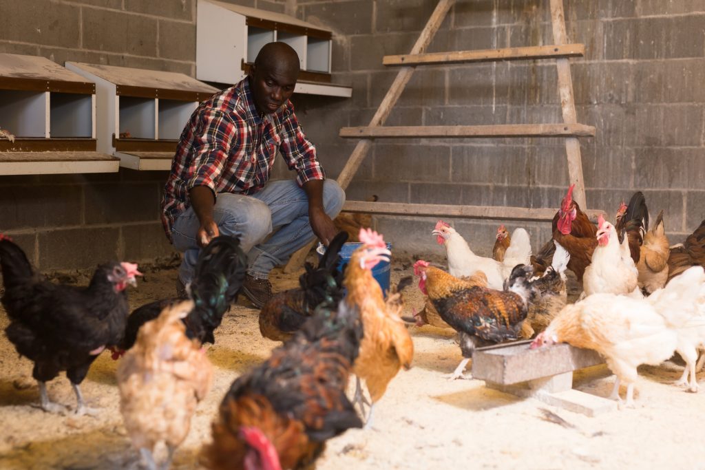 Hire Poultry Farm Workers