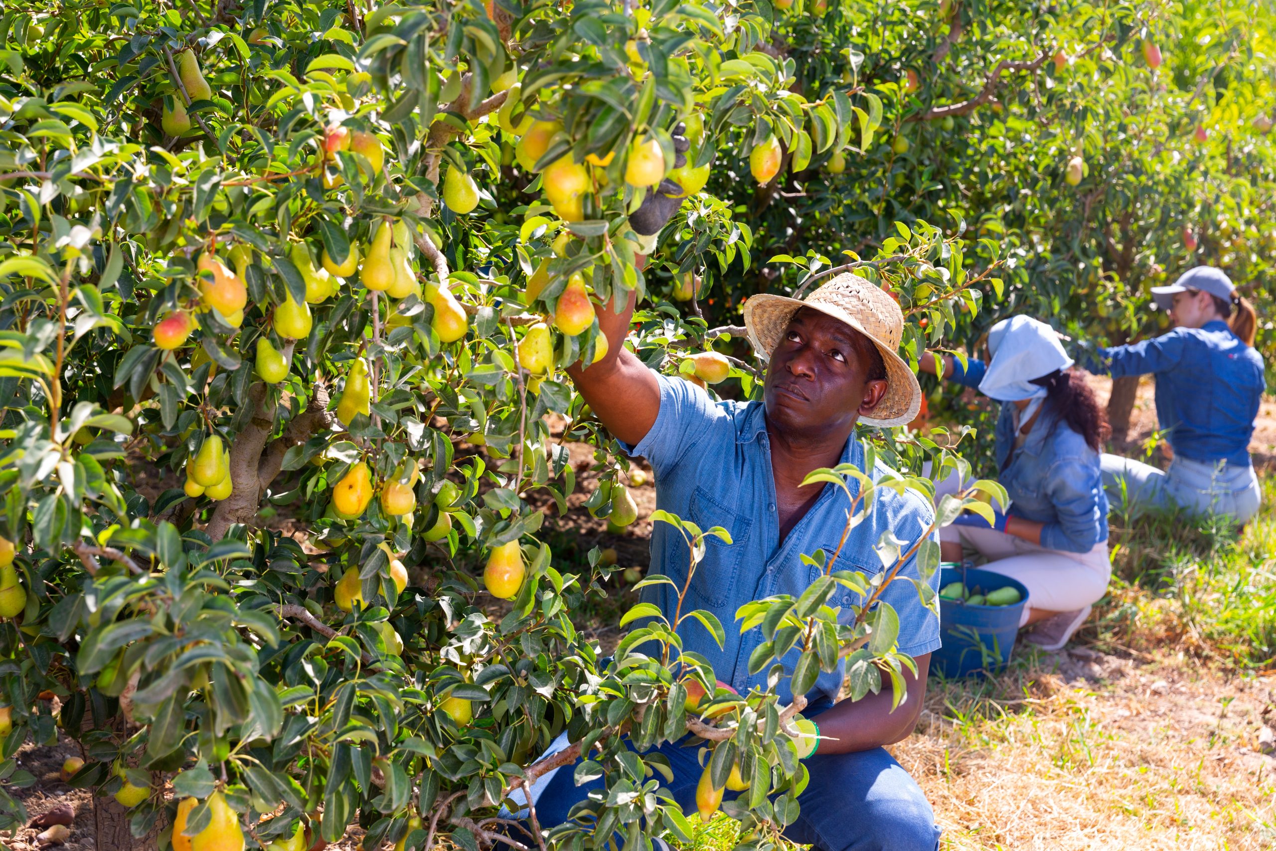 Hiring Fruit Pickers