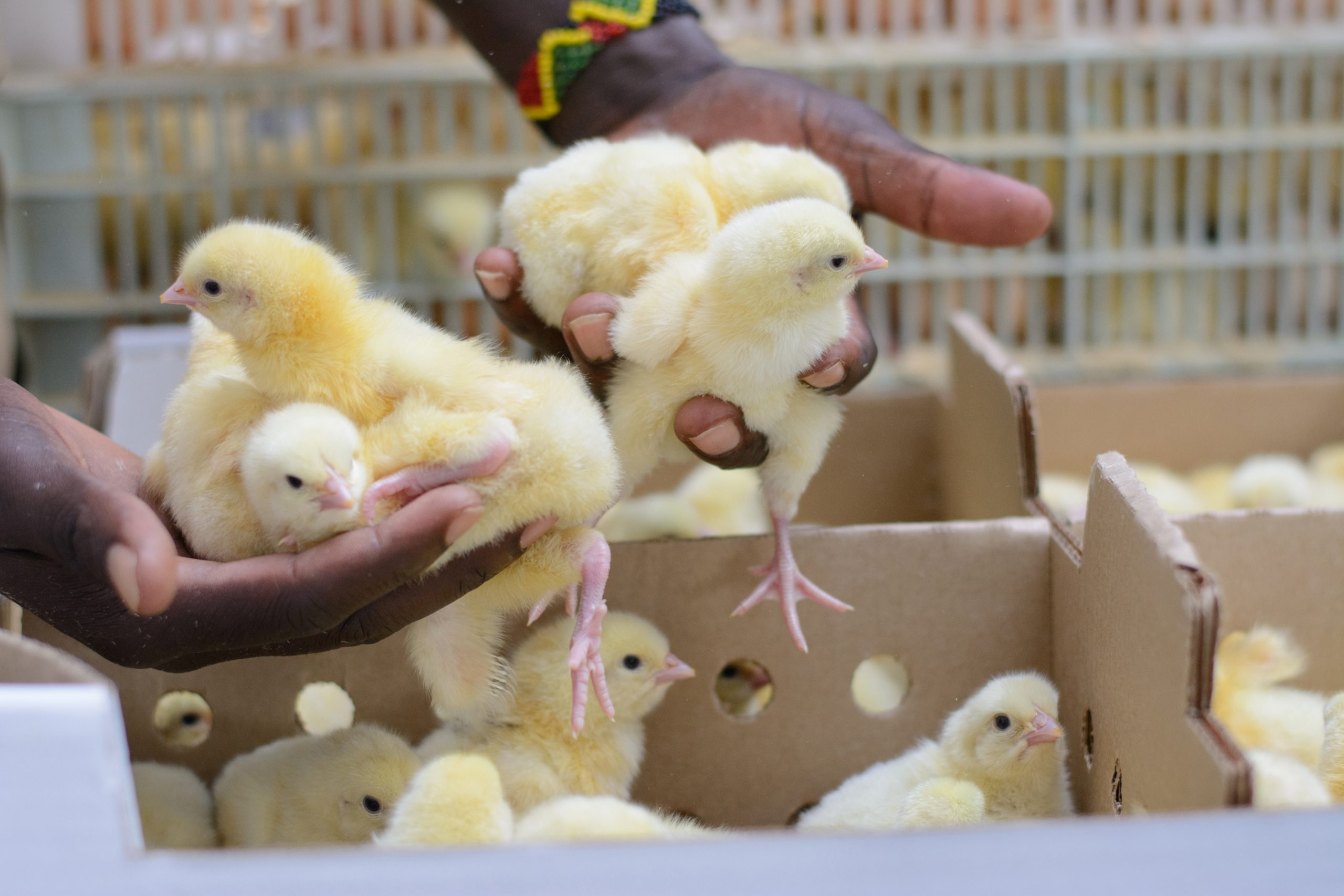 Hire Poultry Farm-workers