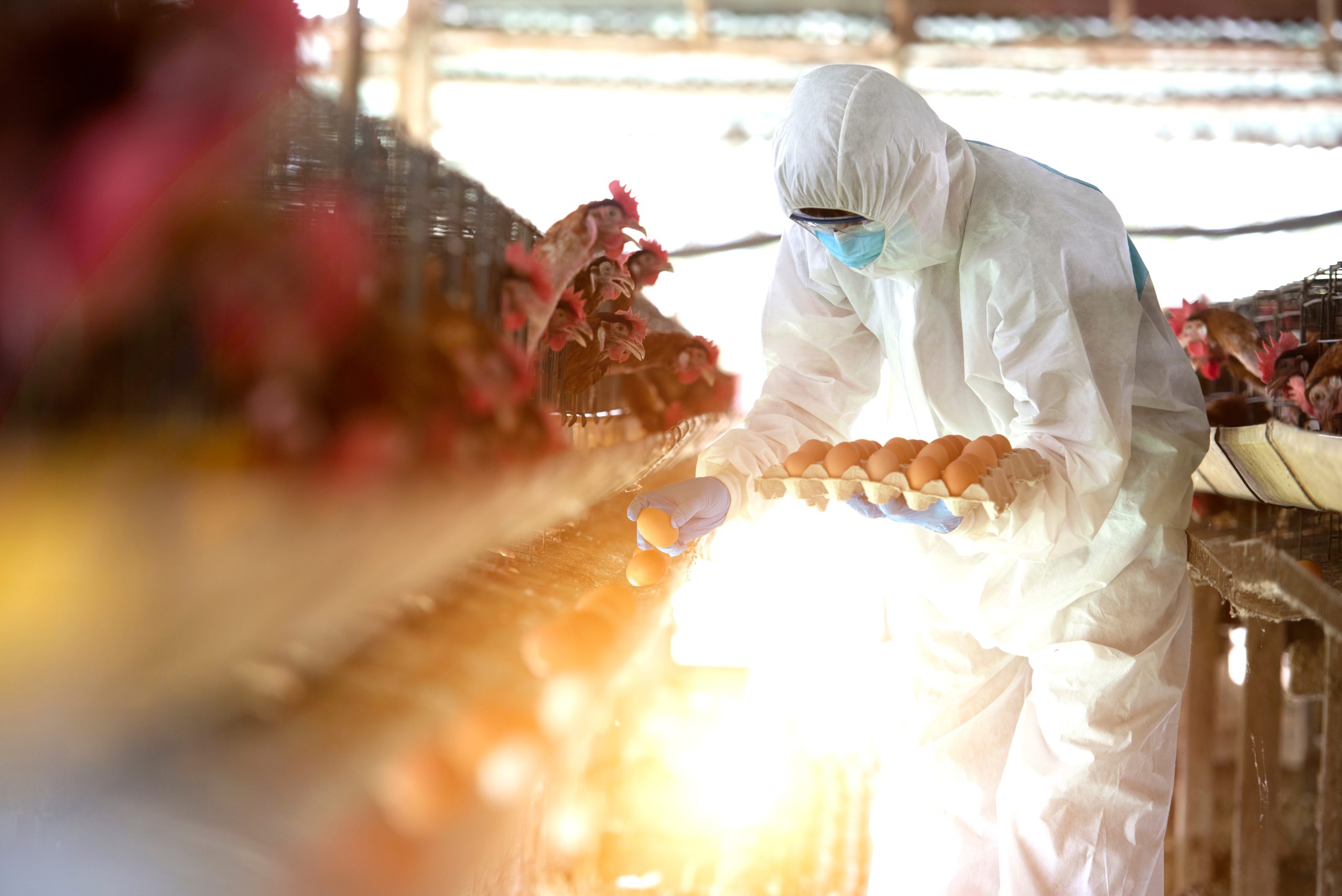 Hire Poultry Farm-workers