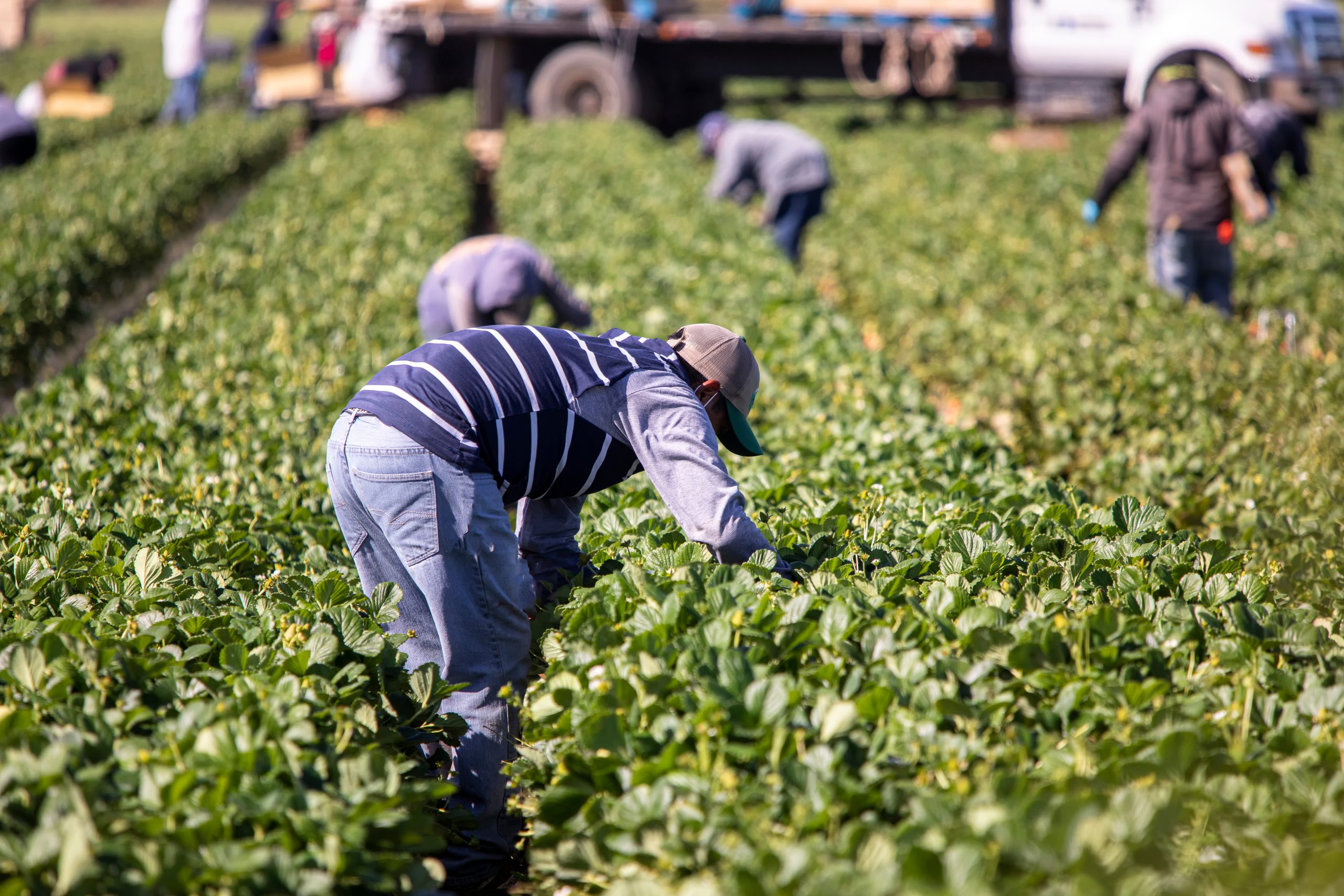 Paid Farm Work Abroad