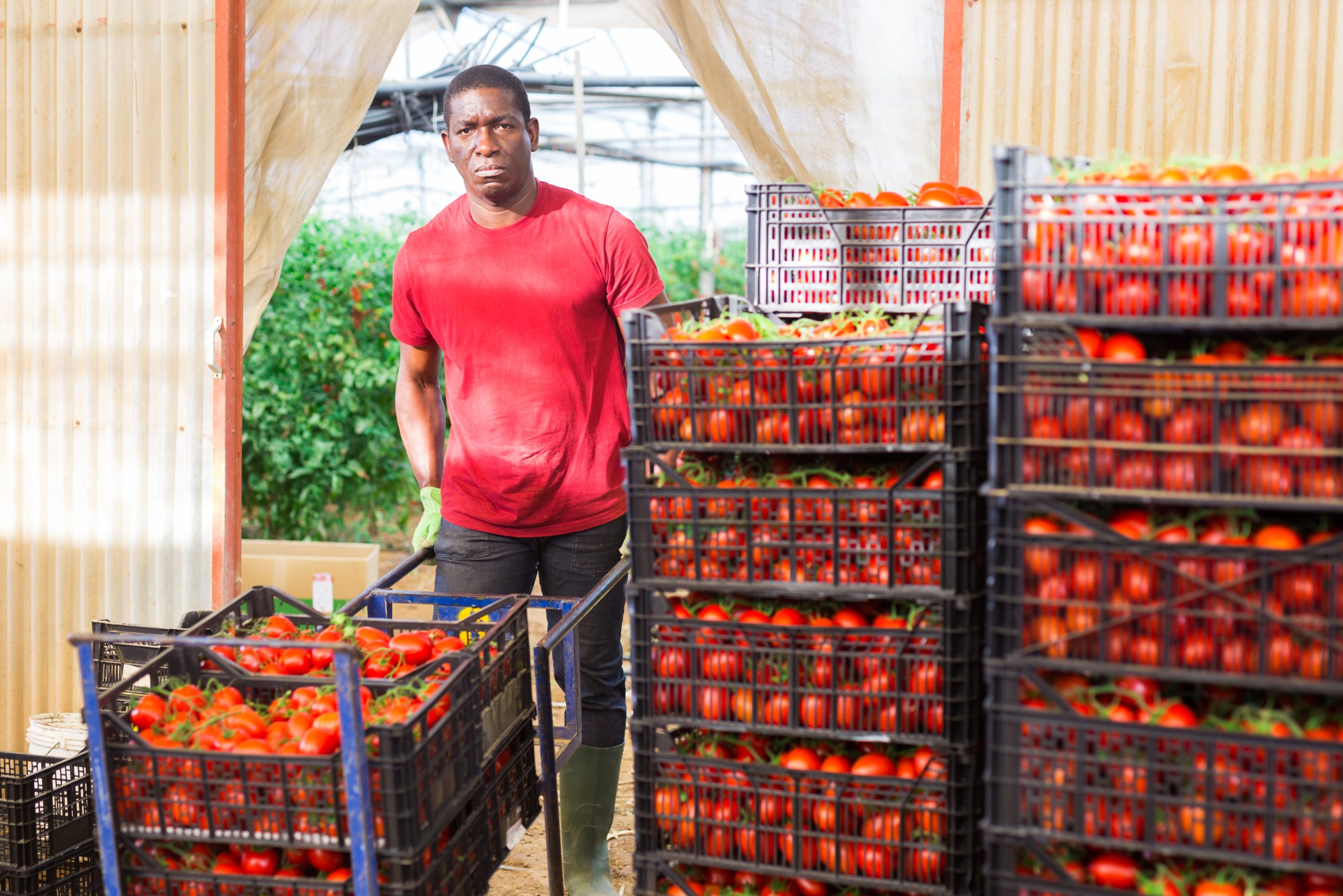 Seasonal Farmworkers Jobs For Foreigners